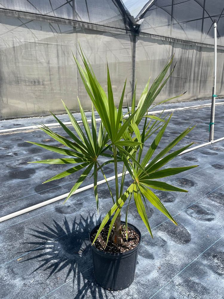 thrinax-radiata-florida-thatch-palm