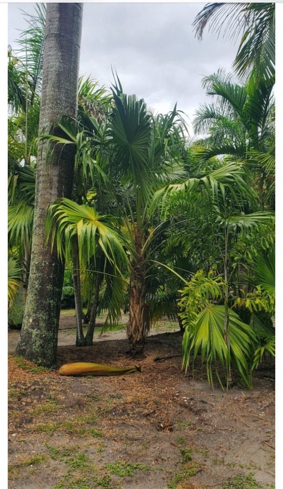 thrinax-radiata-florida-thatch-palm