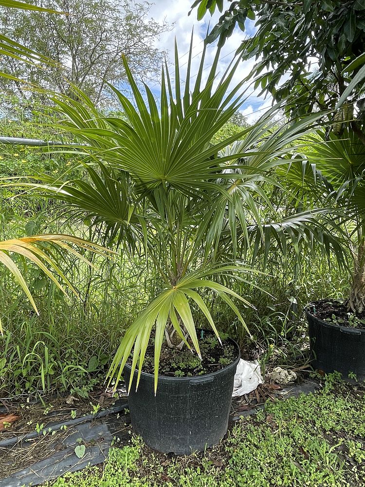 thrinax-radiata-florida-thatch-palm
