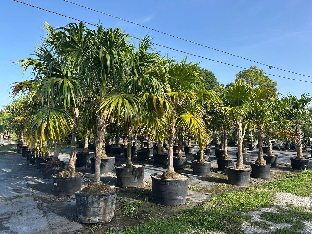 thrinax-radiata-florida-thatch-palm