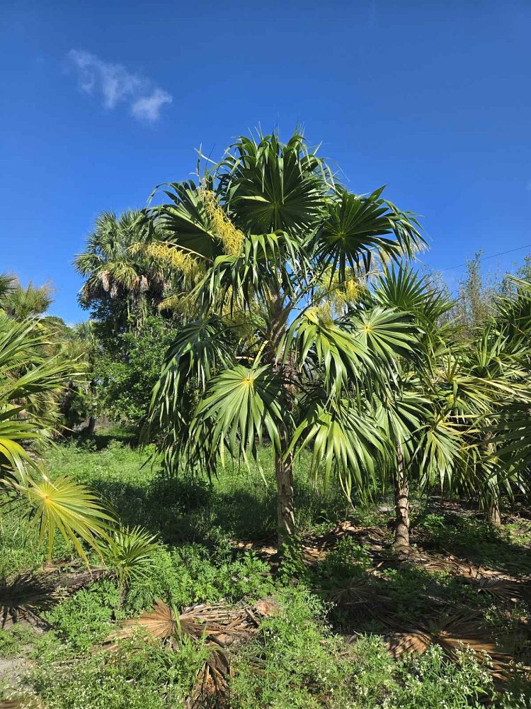 thrinax-radiata-florida-thatch-palm