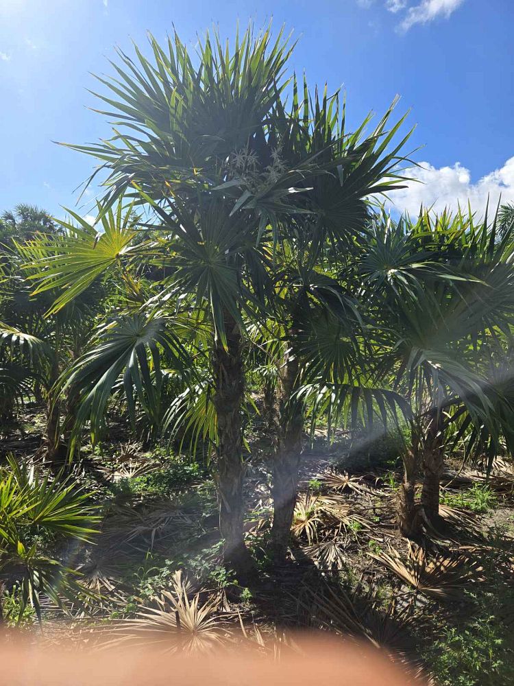thrinax-radiata-florida-thatch-palm