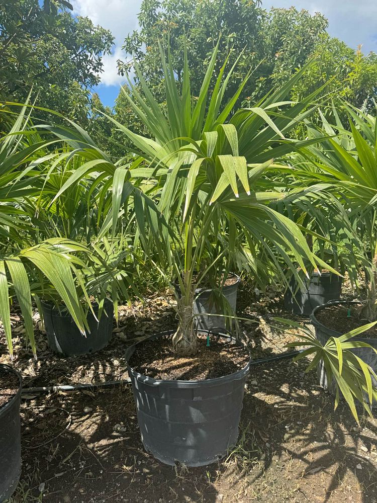 thrinax-radiata-florida-thatch-palm