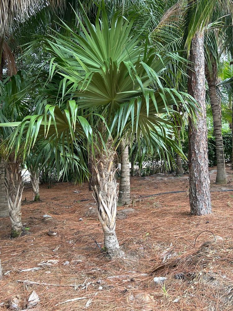 thrinax-radiata-florida-thatch-palm