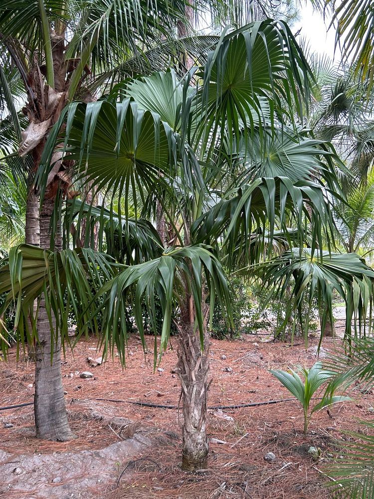 thrinax-radiata-florida-thatch-palm