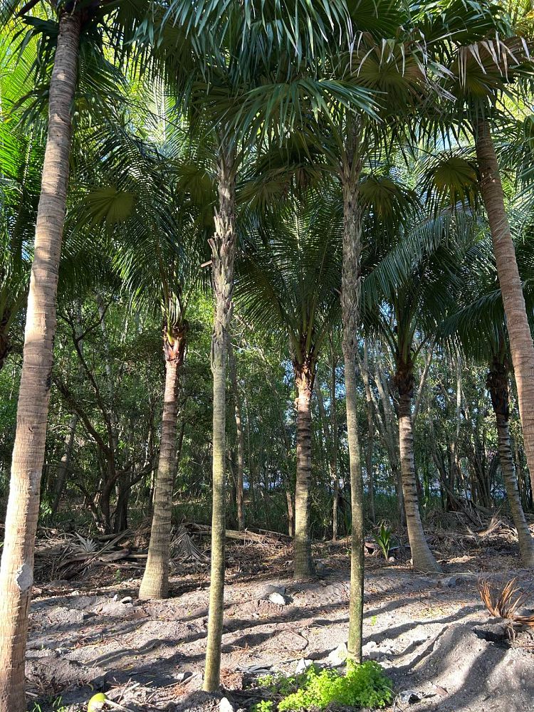 thrinax-radiata-florida-thatch-palm
