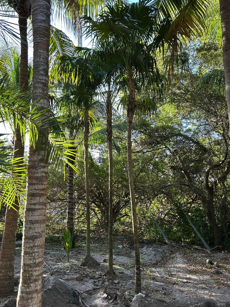 thrinax-radiata-florida-thatch-palm