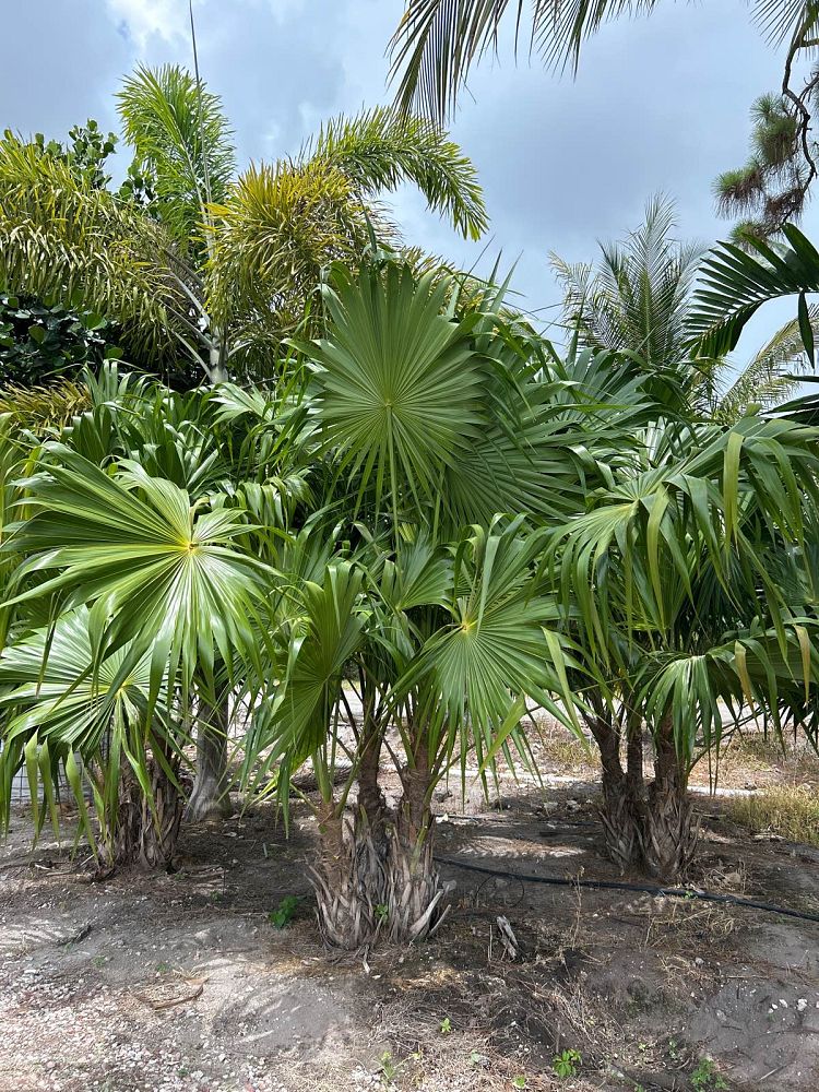 thrinax-radiata-florida-thatch-palm
