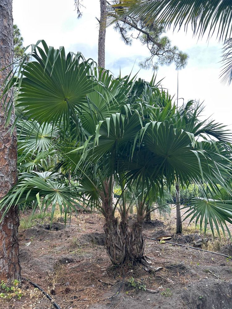 thrinax-radiata-florida-thatch-palm