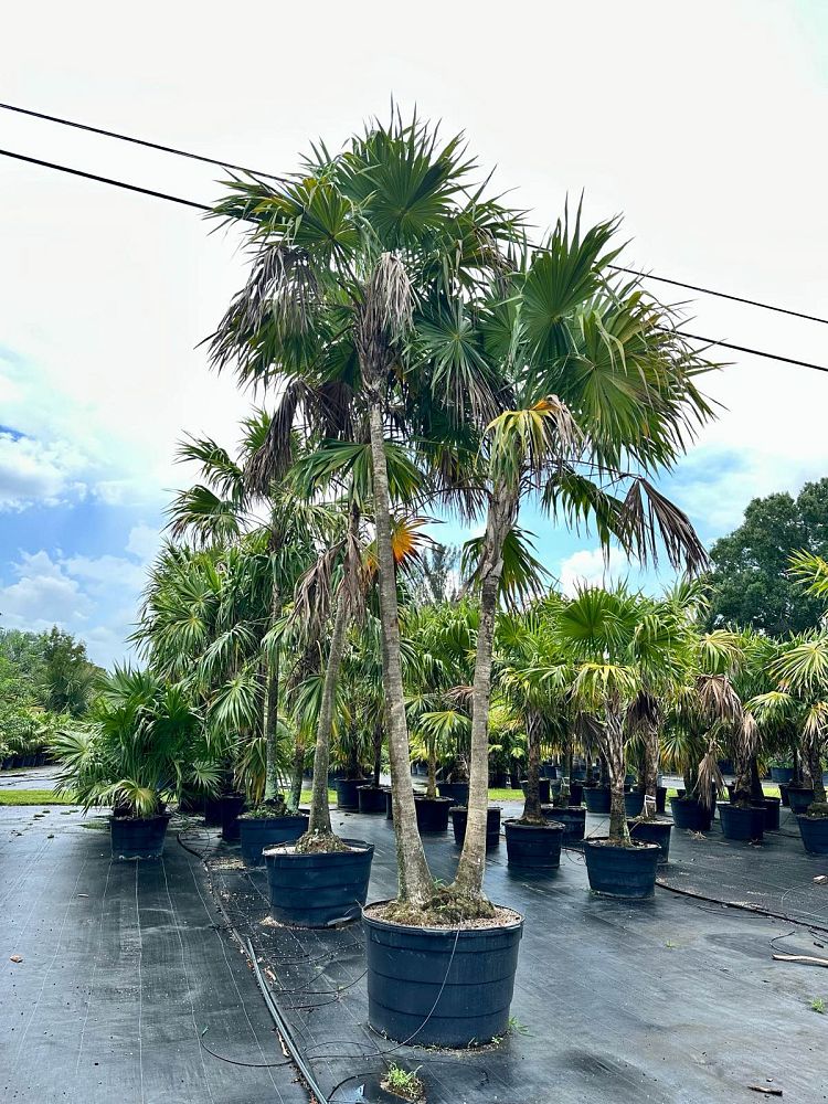 thrinax-radiata-florida-thatch-palm