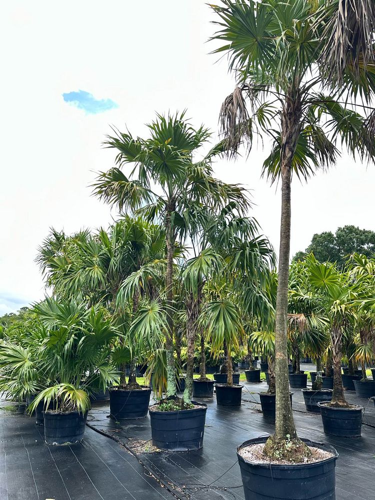 thrinax-radiata-florida-thatch-palm