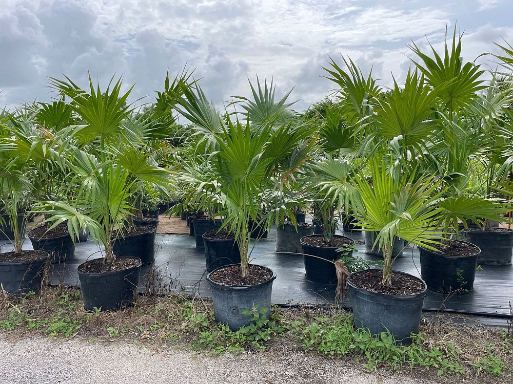 thrinax-radiata-florida-thatch-palm