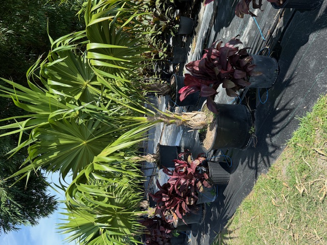 thrinax-radiata-florida-thatch-palm