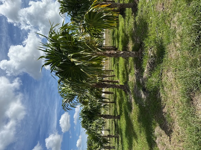 thrinax-radiata-florida-thatch-palm