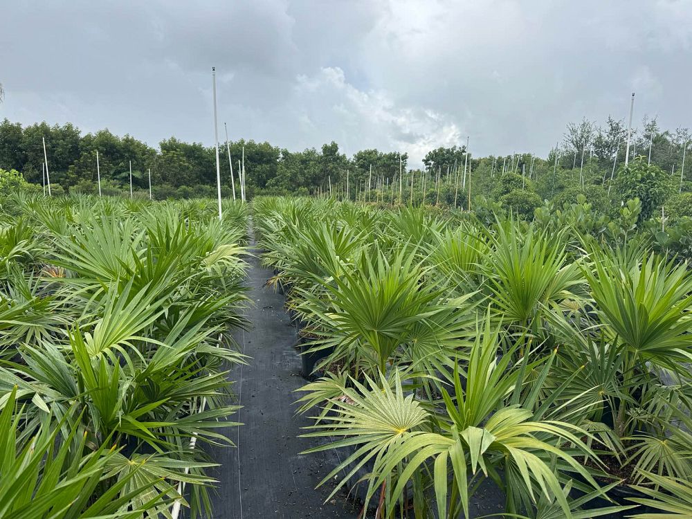 thrinax-radiata-florida-thatch-palm