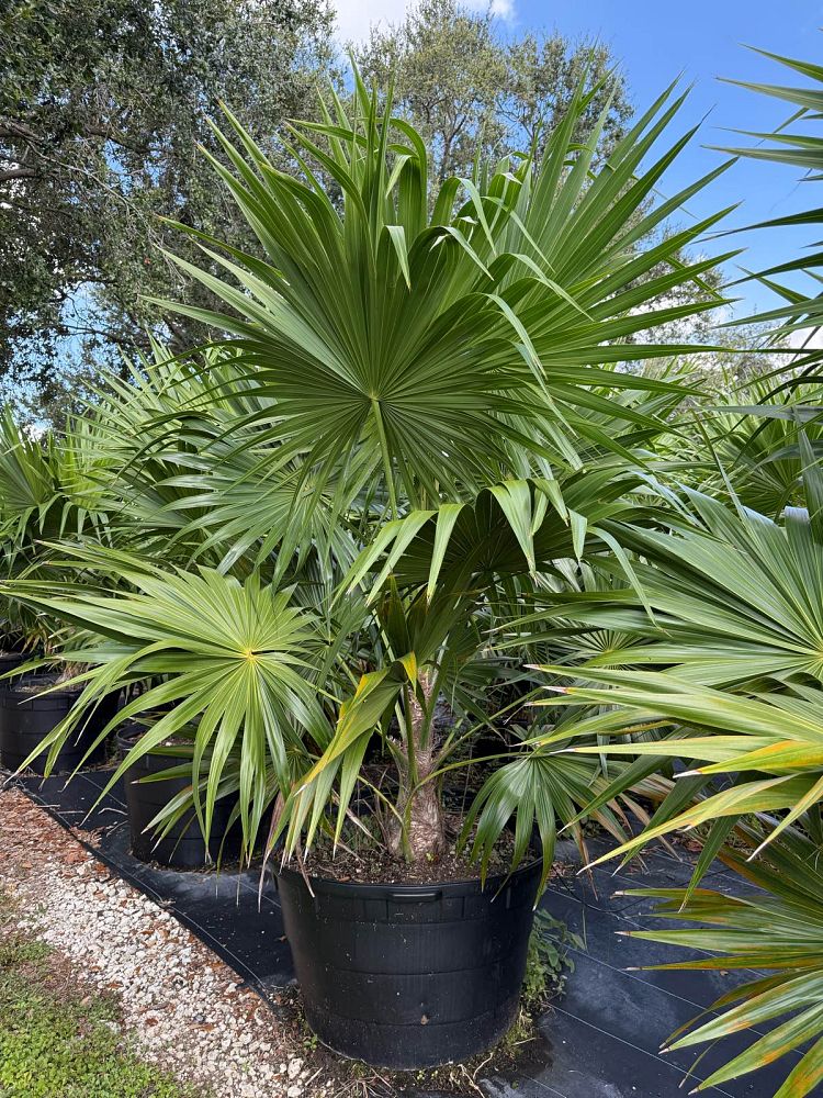 thrinax-radiata-florida-thatch-palm