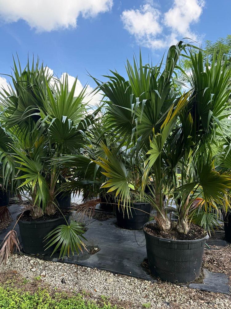 thrinax-radiata-florida-thatch-palm