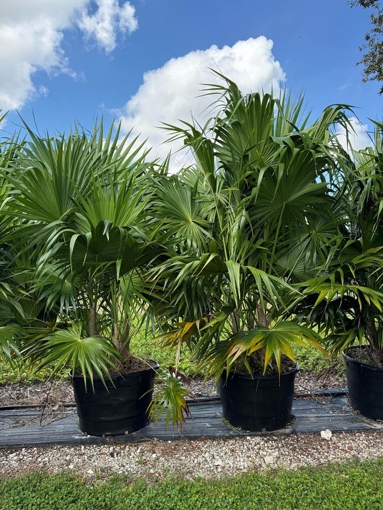 thrinax-radiata-florida-thatch-palm