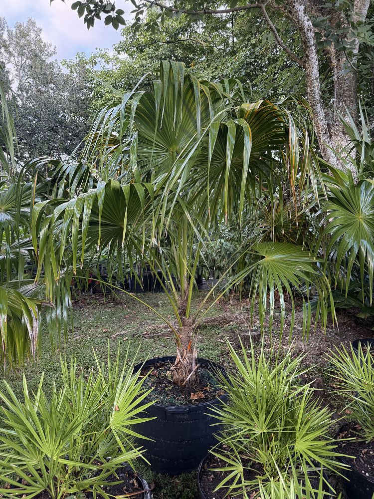thrinax-radiata-florida-thatch-palm