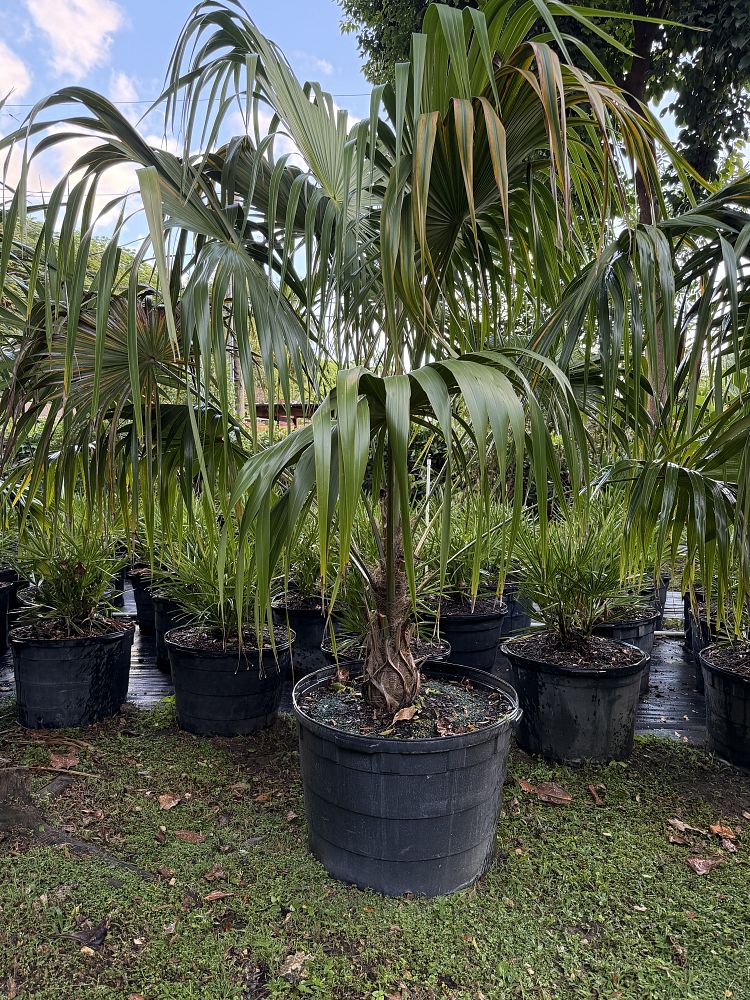 thrinax-radiata-florida-thatch-palm