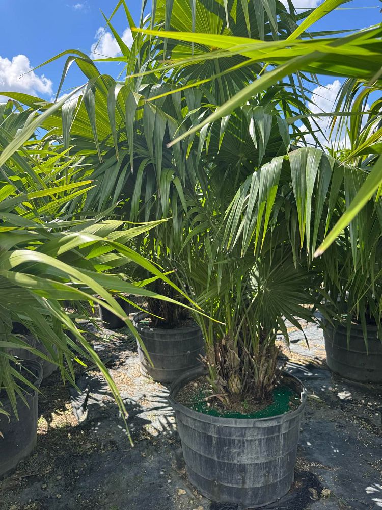 thrinax-radiata-florida-thatch-palm