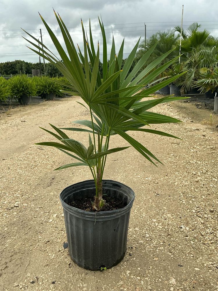 thrinax-radiata-florida-thatch-palm