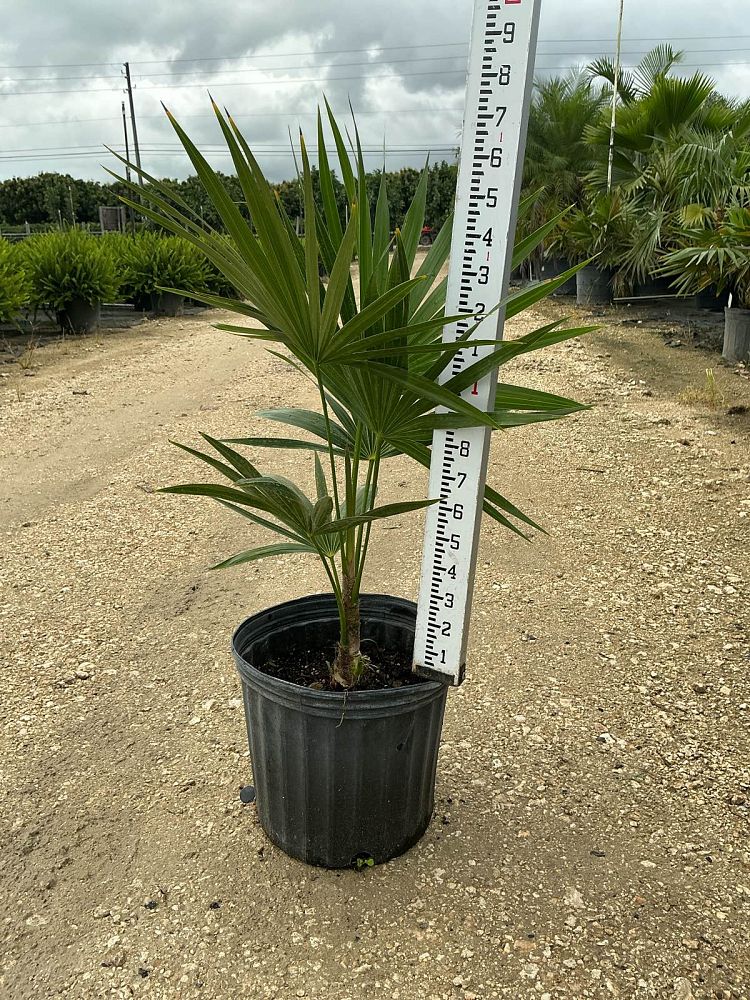 thrinax-radiata-florida-thatch-palm