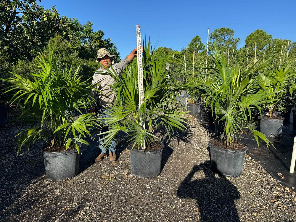 thrinax-radiata-florida-thatch-palm