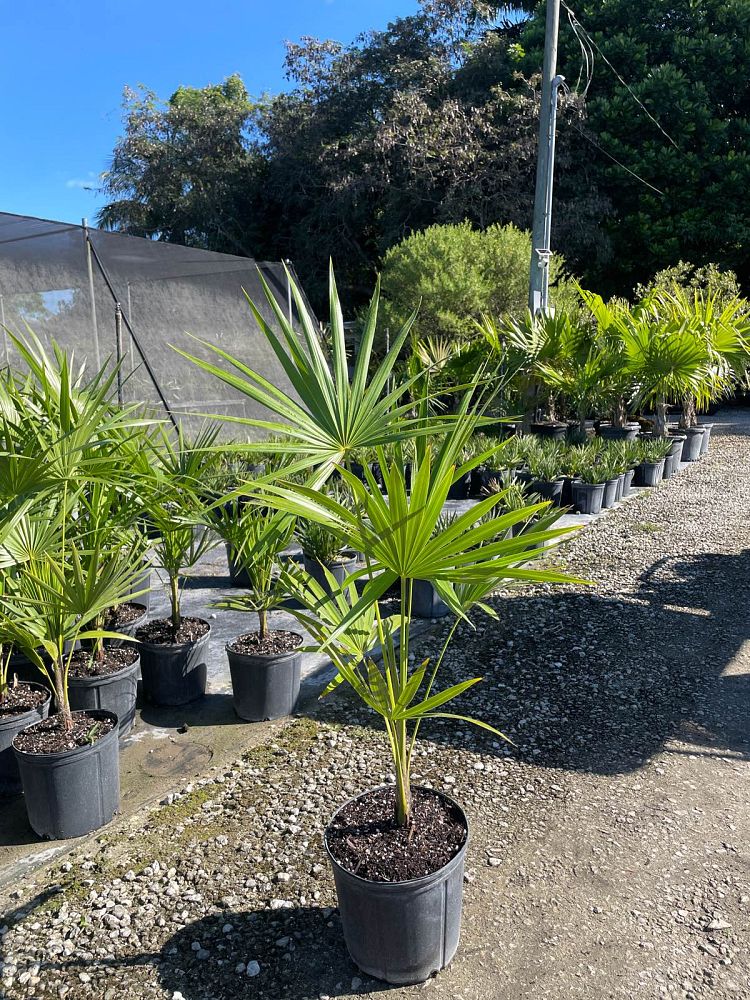 thrinax-radiata-florida-thatch-palm