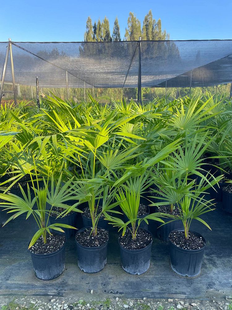 thrinax-radiata-florida-thatch-palm