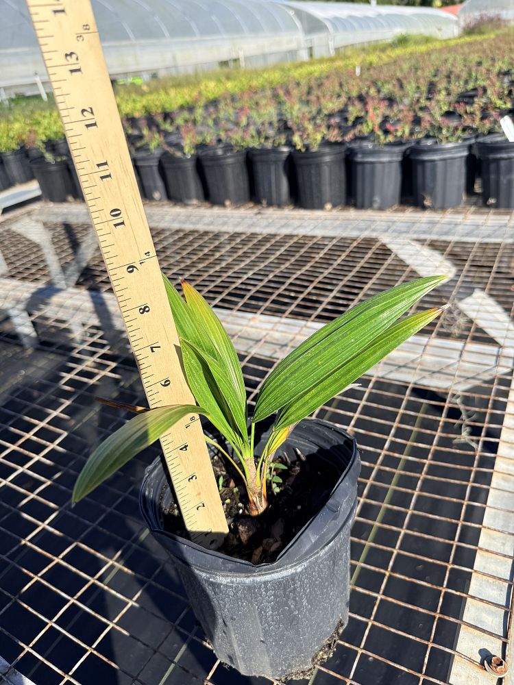 thrinax-radiata-florida-thatch-palm