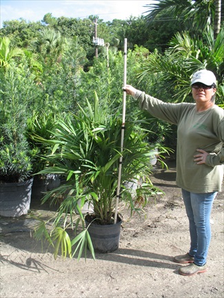 thrinax-thatch-palm
