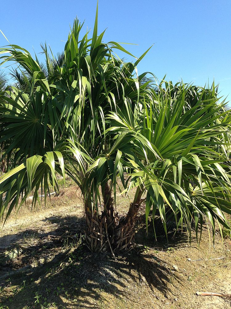 thrinax-thatch-palm