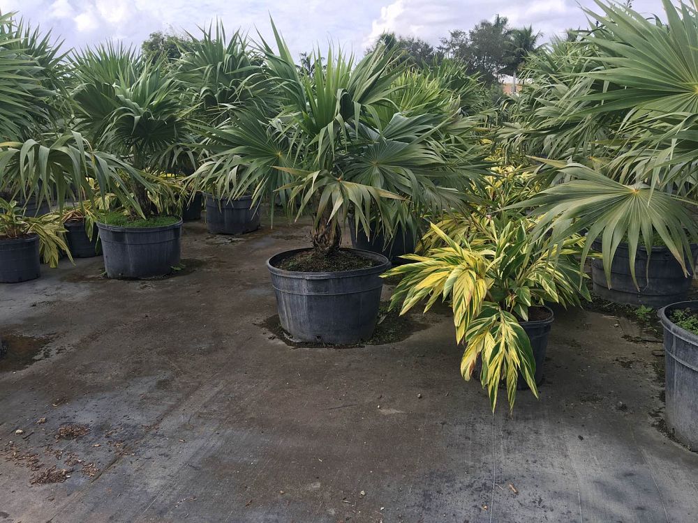 thrinax-thatch-palm