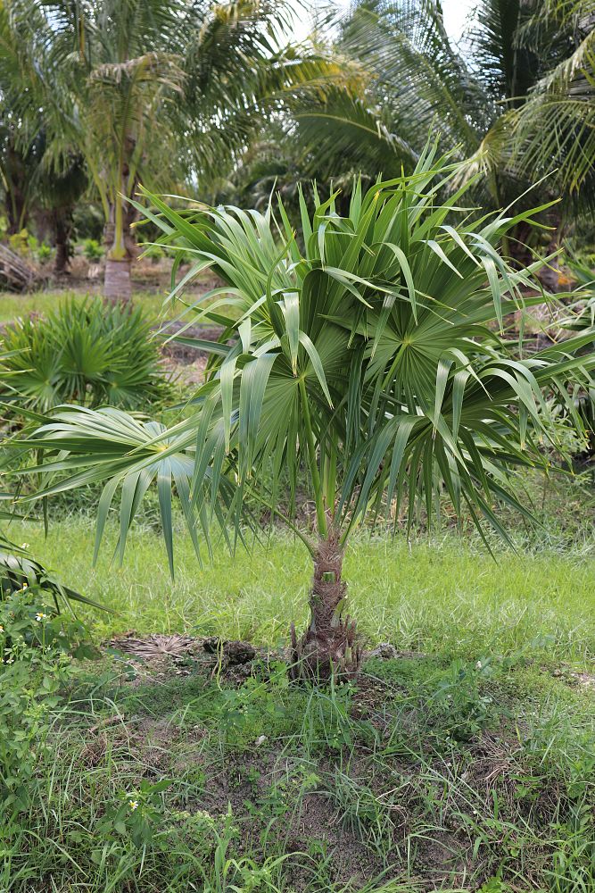 thrinax-thatch-palm