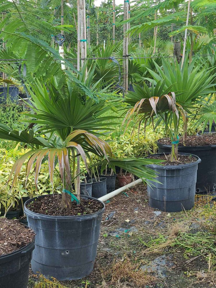 thrinax-thatch-palm