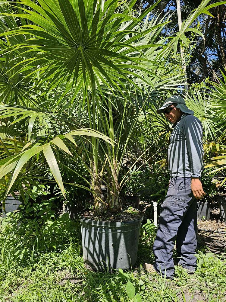 thrinax-thatch-palm