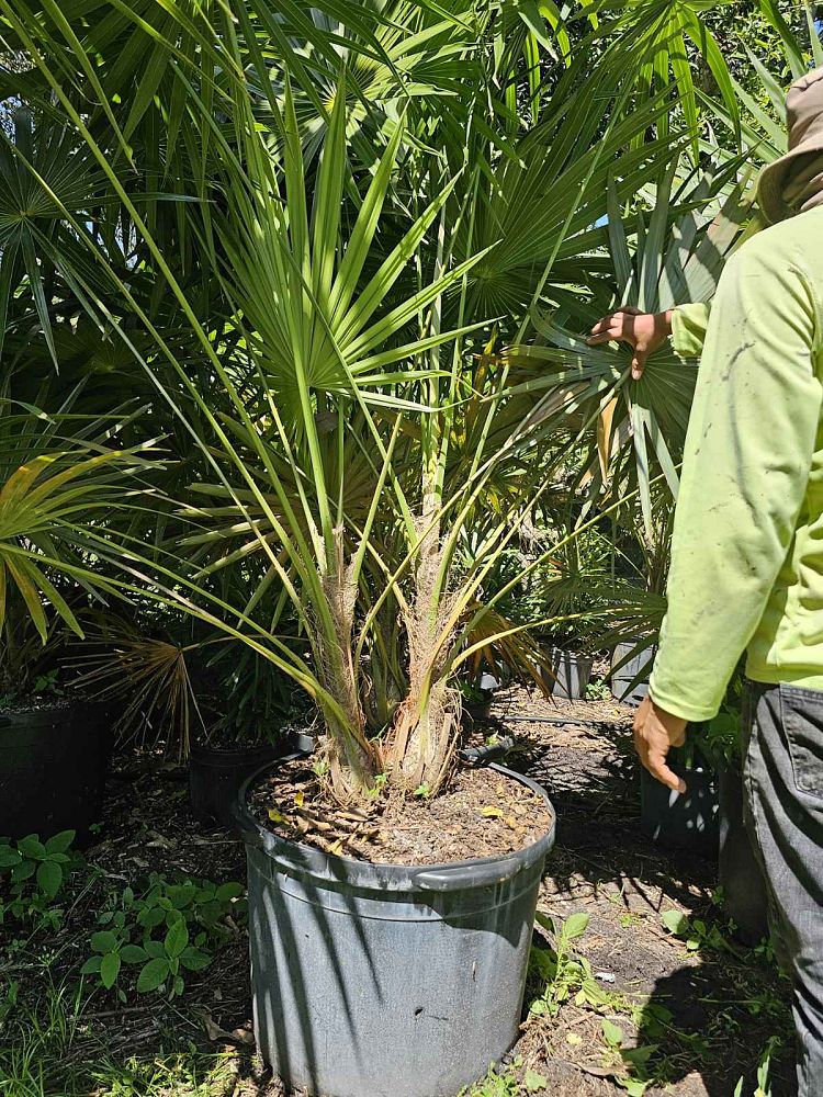 thrinax-thatch-palm