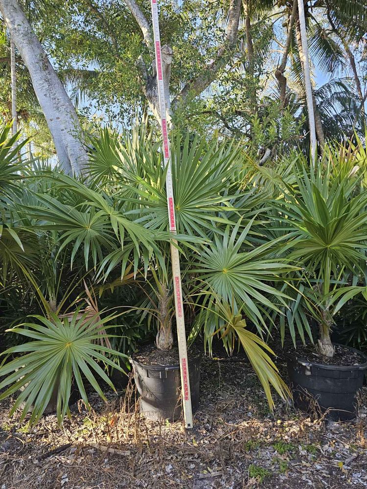 thrinax-thatch-palm