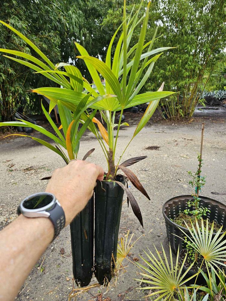 thrinax-thatch-palm