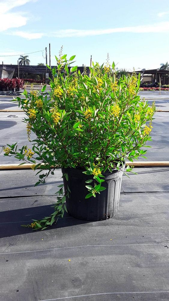 thryallis-angustifolia