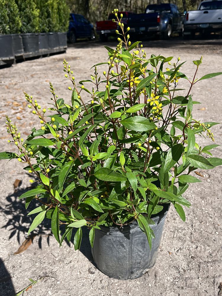 thryallis-angustifolia