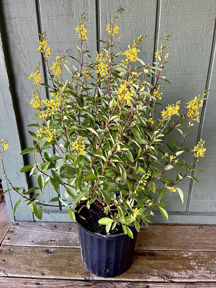 thryallis-angustifolia
