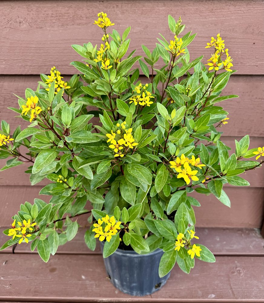 thryallis-angustifolia