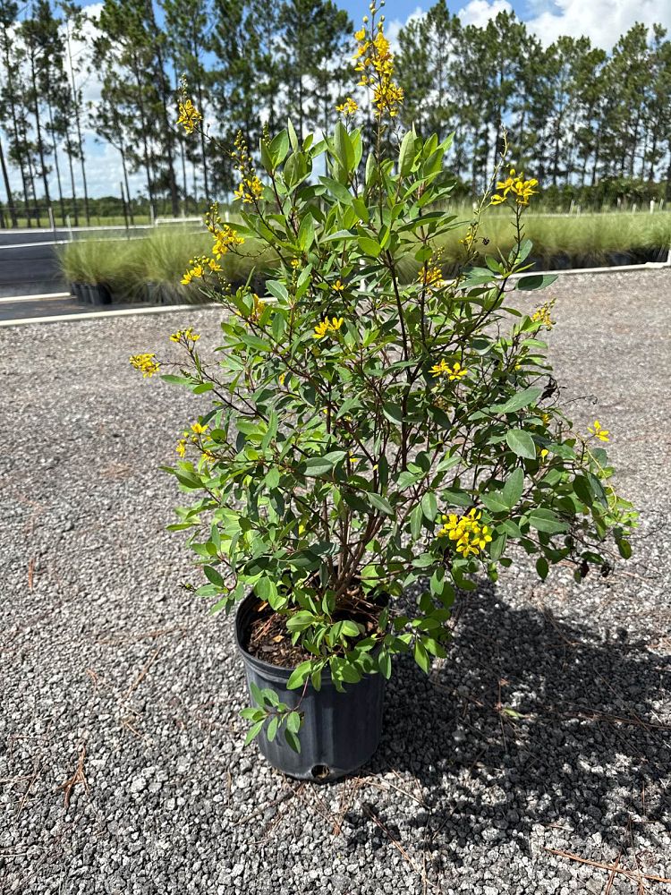 thryallis-angustifolia