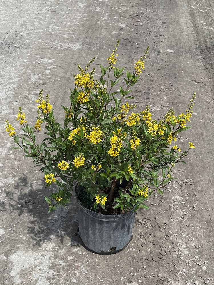 thryallis-angustifolia