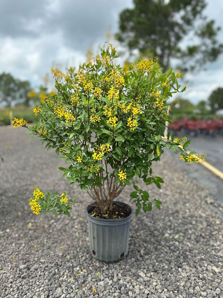 thryallis-angustifolia