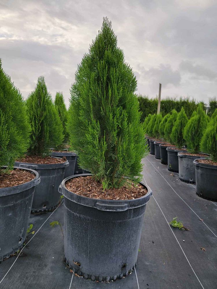 thuja-arborvitae