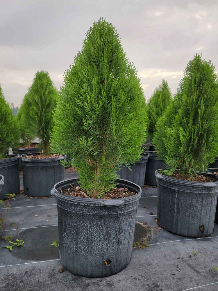 thuja-arborvitae