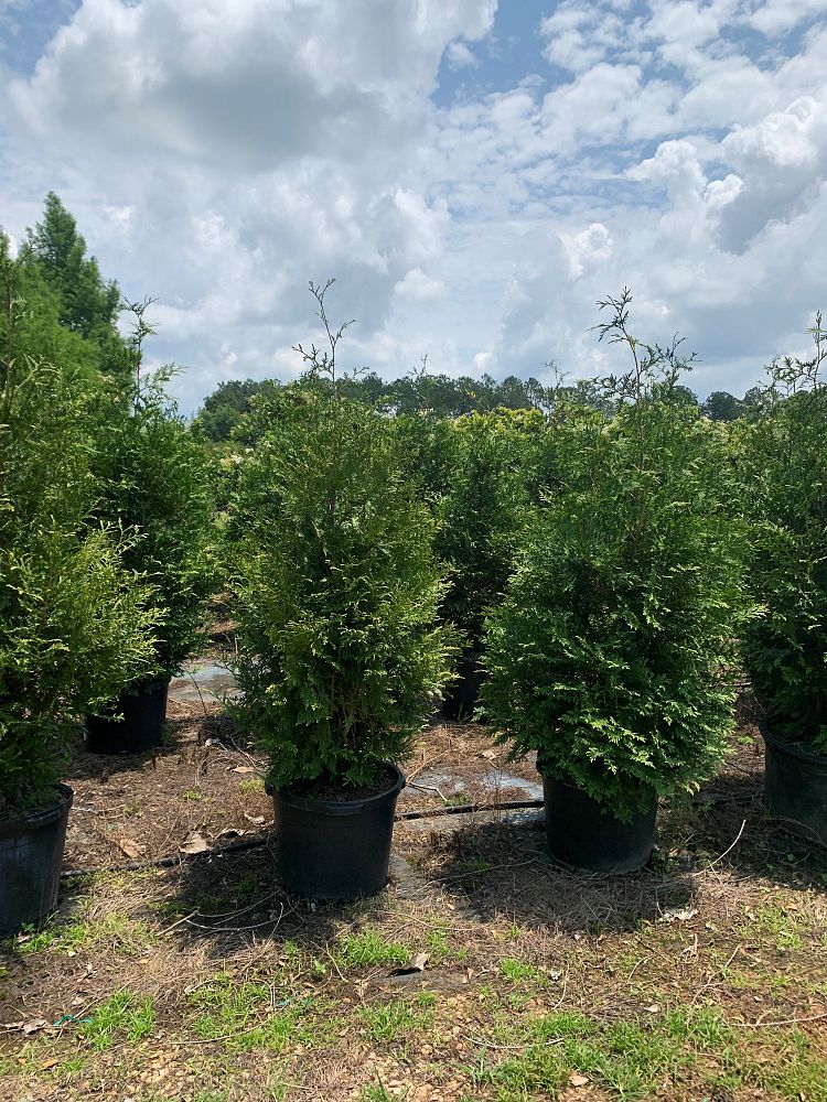 thuja-arborvitae